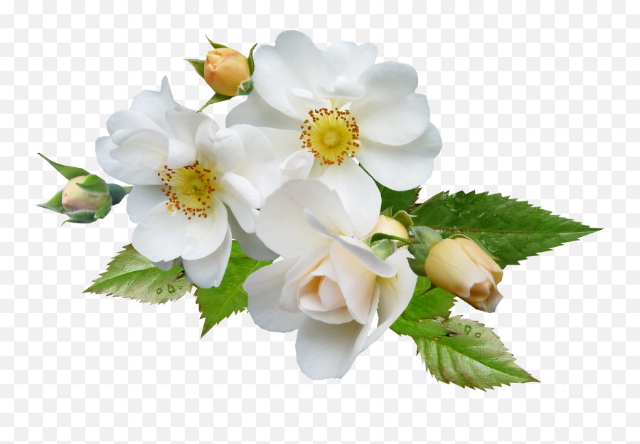 White Flowers Png Images In - Png White Flowers Png Emoji,White Flower Png