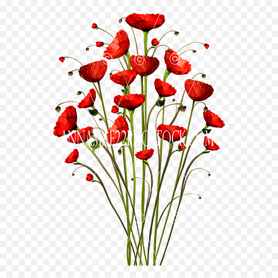 Poppy Floral Bouquet - Png Flower Stock Photo 0089 Transparent Background Transparent Background Poppy Flower Png Emoji,Plant Transparent Background