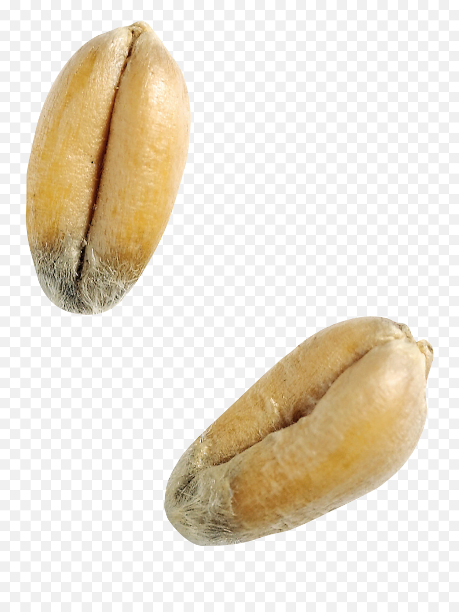 Download Wheat Png Image For Free - Grain Wheat Seed Png Emoji,Wheat Png