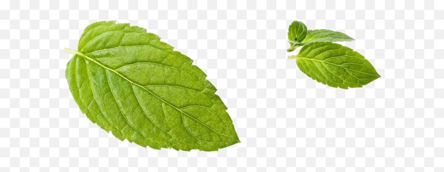 Spearmint Png - Leaf Peppermint Green Transprent Png Free Pudina Leaf Png Emoji,Hojas Png