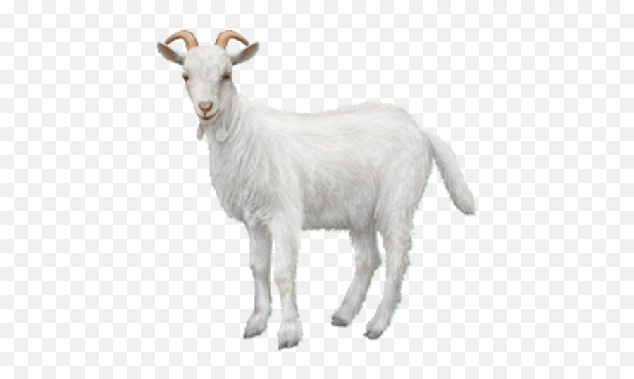 Goat Png Background Image - Goat Transparent Background Emoji,Goat Png