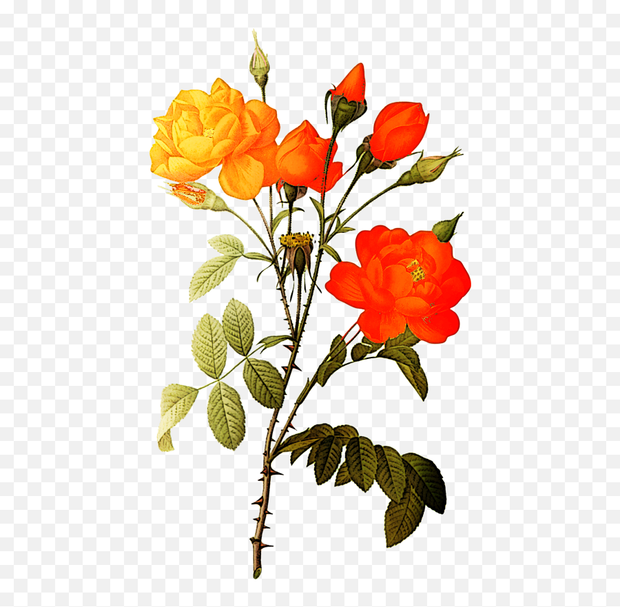 Flores Vintage - Botanical Flower Illustration Red Orange Emoji,Vintage Png