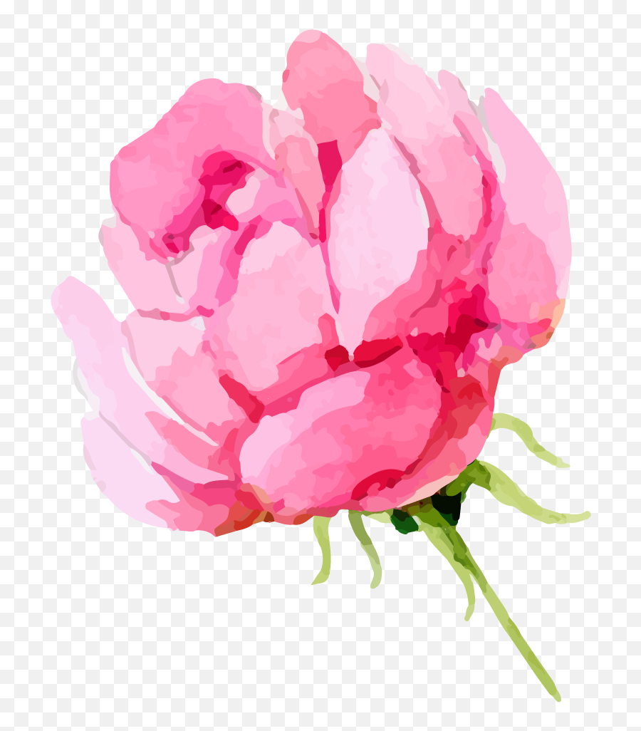 Share This Article - Watercolor Roses Transparent Background Watercolor Pink Flower Transparent Background Emoji,Roses Transparent