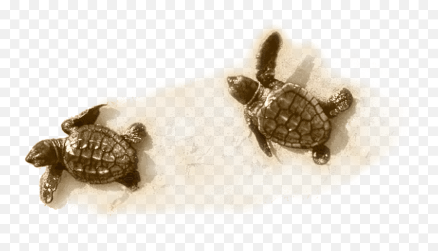 Download Hd Little Turtle On Sand - Sea Turtle Transparent Turtle On Sand Png Emoji,Turtle Transparent Background