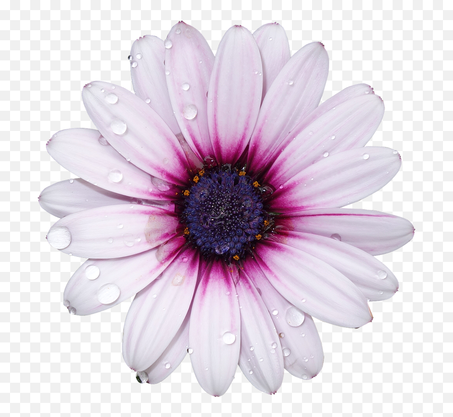 Download Hd Freetoedit Png Flower With - Flower Transparent Background Emoji,Flower Transparent