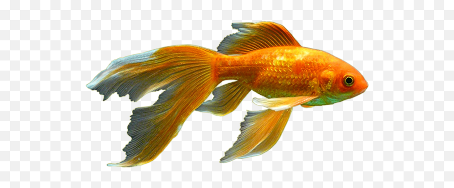 Goldfish Clipart Png Images Download - Yourpngcom Emoji,Goldfish Transparent
