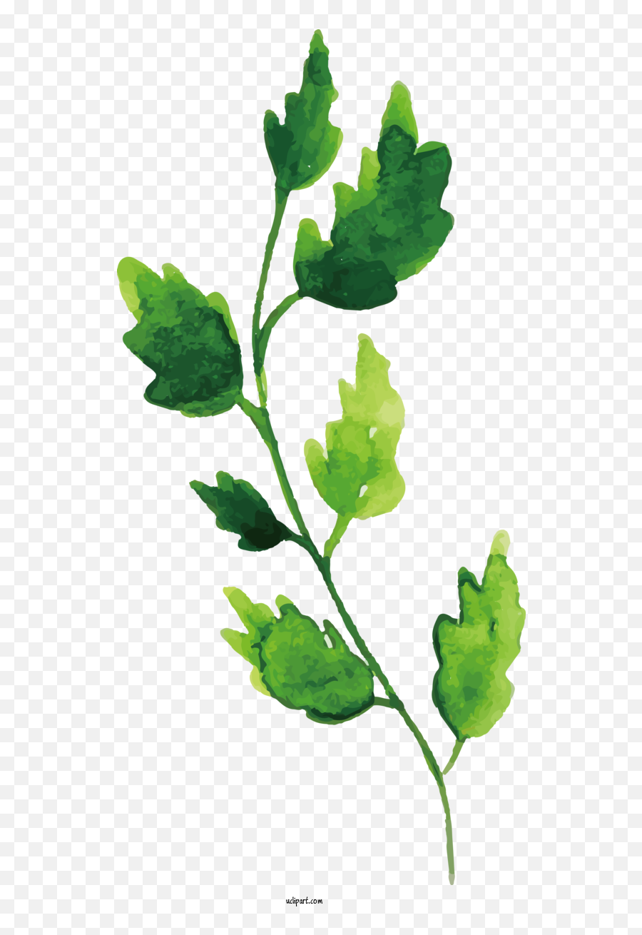Nature Twig Plant Stem Leaf For Leaf - Leaf Clipart Nature Emoji,Twigs Clipart