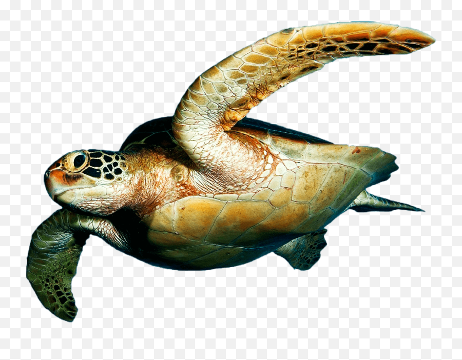 Download Download Turtle Png Transparent Images Transparent - Sea Turtle Clear Backround Png Emoji,Turtle Png
