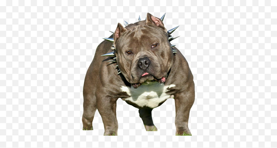 Pit Bull - American Bully Dog Hd Png Download Original American Bully Psd Emoji,Pitbull Png