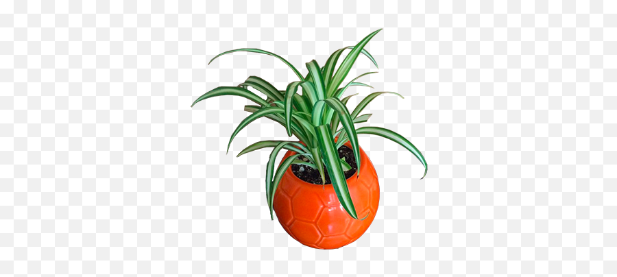 Laughing Plants - For Indoor Emoji,Plant Transparent Background