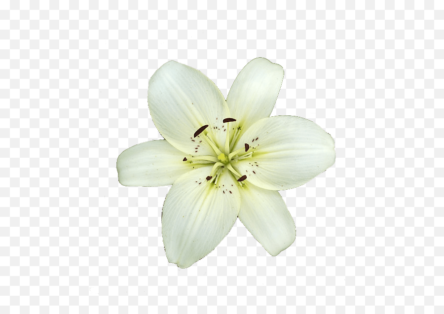 White Lily Flower Transparent Png - Transparent Background White Lily Emoji,Flower Transparent