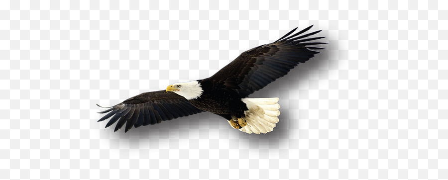 Public Events At The Southern Vermont Natural History Museum Emoji,Eagle Transparent Background