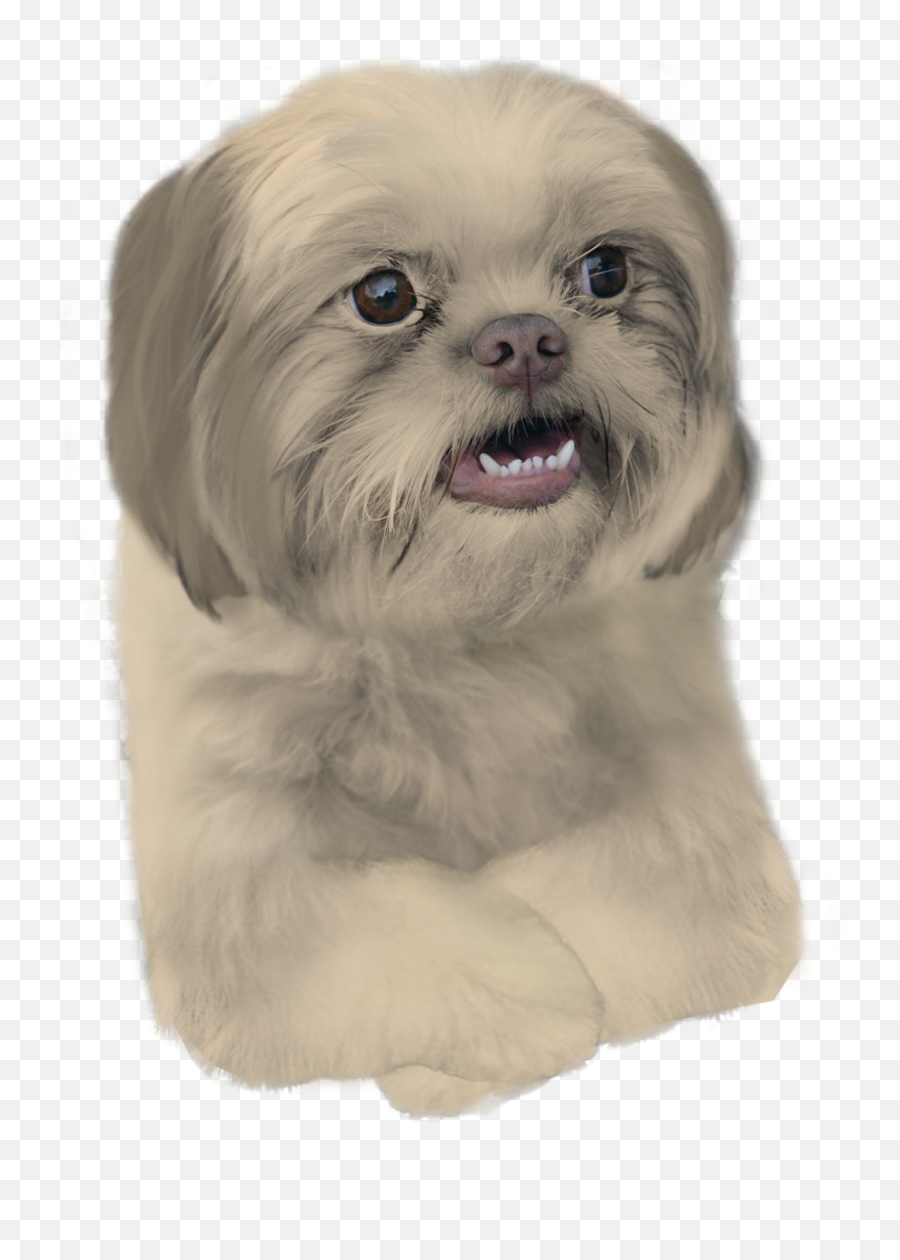 Le Shih Tzu Doge Has Arrived Rdogelore Ironic Doge Emoji,Shih Tzu Png