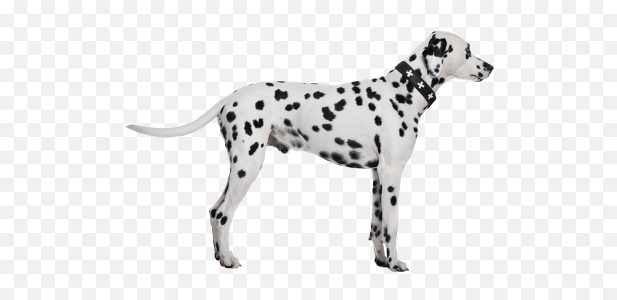 Dalmatian Dog Breed Facts And Information - Wag Dog Walking Emoji,Dalmatian Png