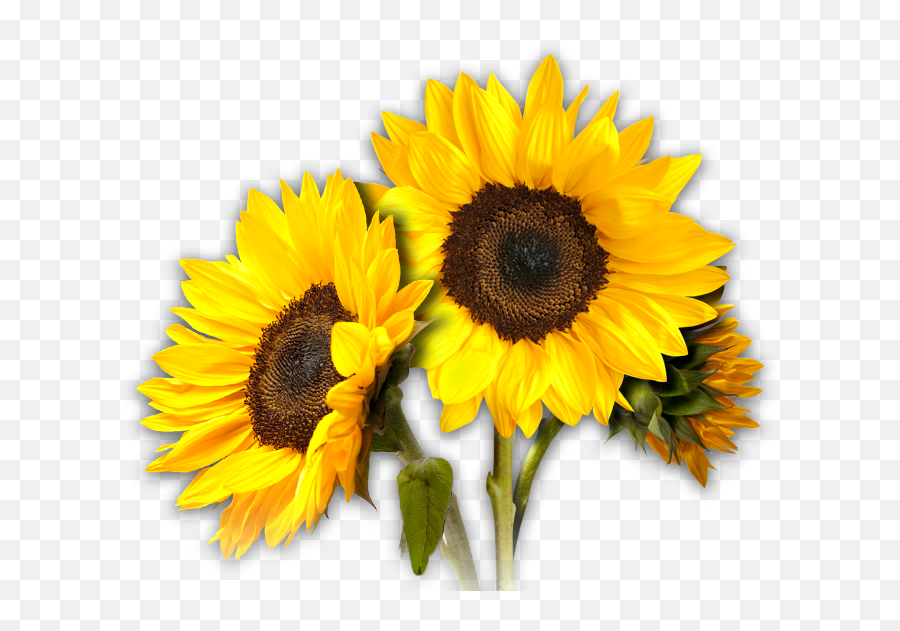 Download Sunflower Png Hd Transparent Background Image For - Fresh Emoji,Sunflower Transparent