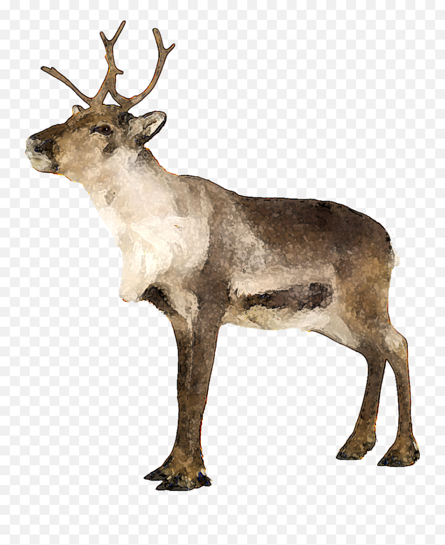 Elk Clipart Caribou - Teach Yourself Complete Norwegian Caribu Png Emoji,Elk Clipart