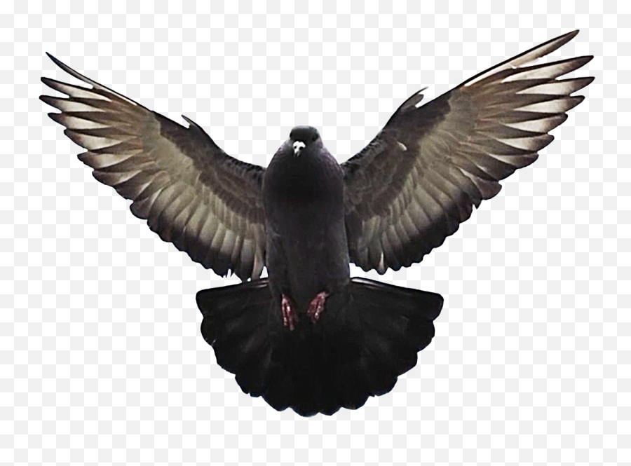 Bird Clip Art - Crow Family Emoji,Pigeon Clipart