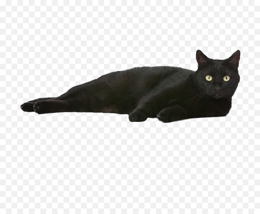 Blackcat - Black Cat Emoji,Black Cat Transparent