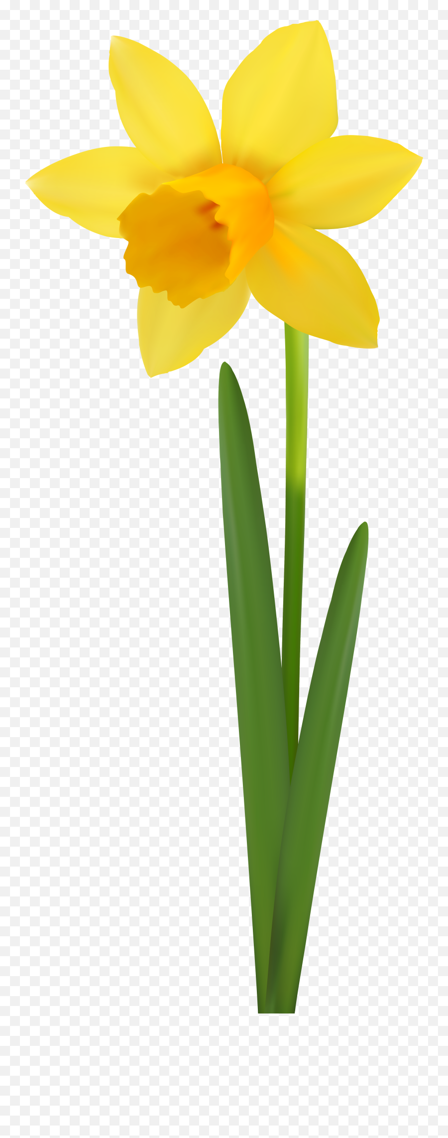 Download Daffodil Flower Transparent - Clip Art Transparent Background Daffodil Emoji,Flower Transparent