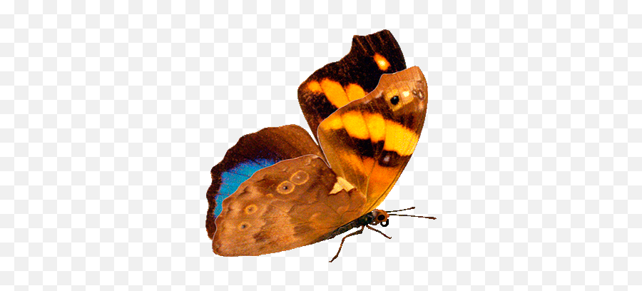 Gifs Beautiful Butterflies - 120 Pieces Of Animated Pictures Emoji,Butterfly Gif Transparent