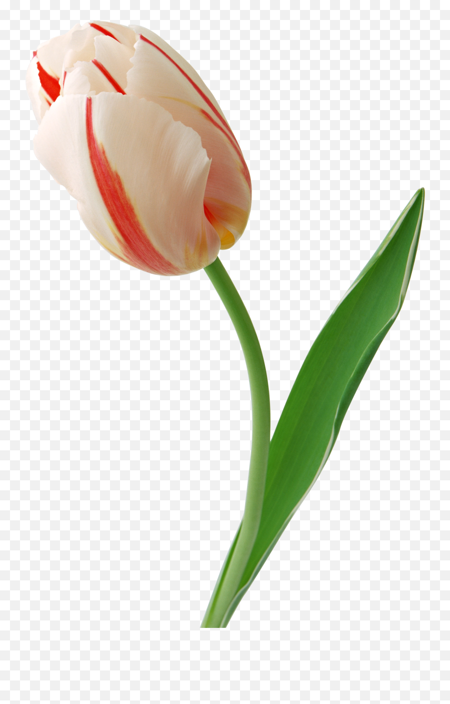 Tulip Png Image - Tulip Png Emoji,Tulip Clipart