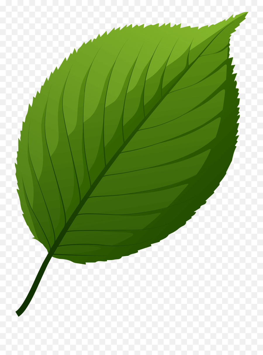 Apple Tree Green Leaf Clipart Free Download Transparent Png - Swamp Birch Emoji,Apple Tree Clipart