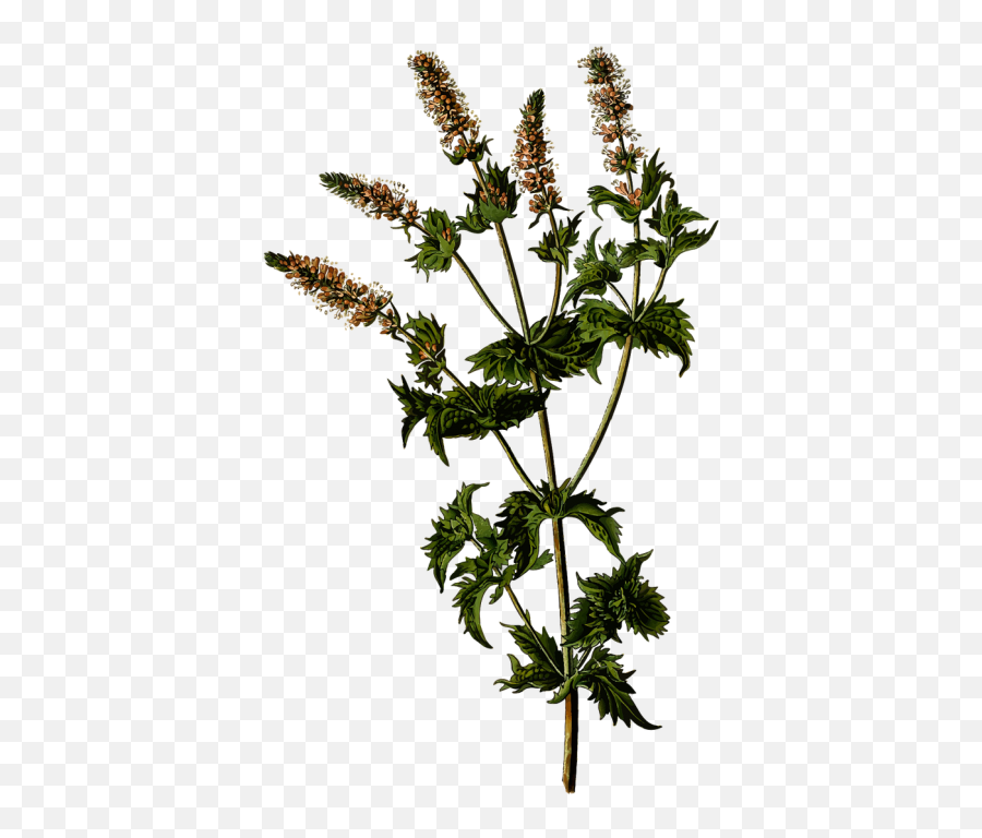 Free Photos Spearmint Flower Plant Clipart Search Download - Mentha Spicata Emoji,Plant Clipart