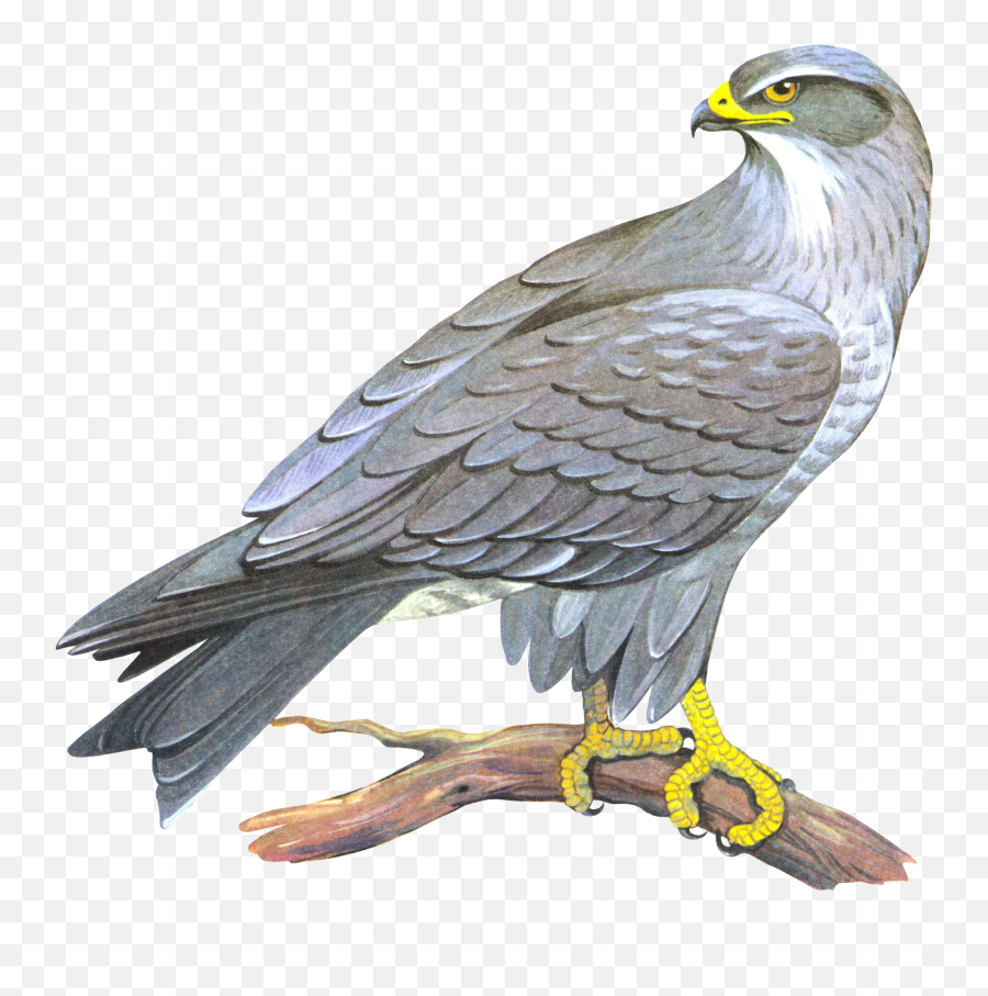 Real Falcon Png Clipart Background - Pubg Falcon Png Emoji,Falcon Clipart