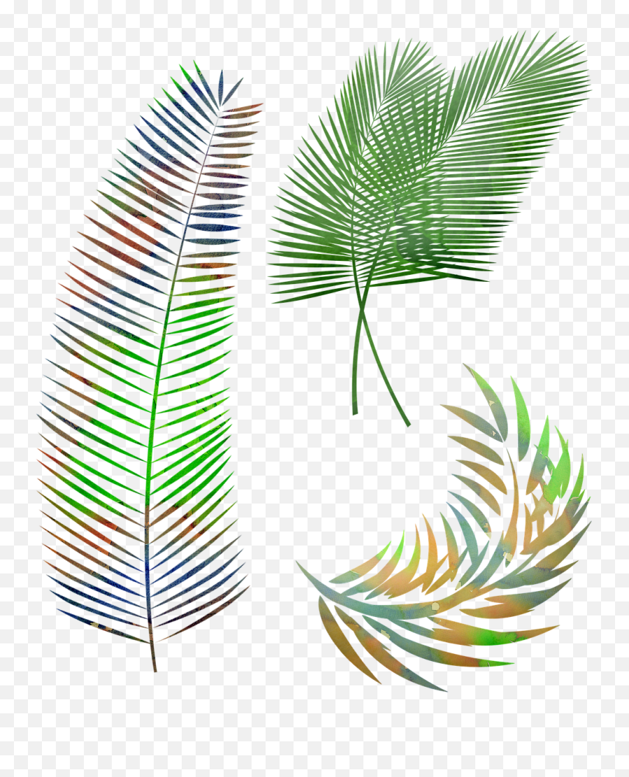 Watercolor Palm Leaves Leaf - Free Image On Pixabay Daun Kelapa Vektor Png Emoji,Tropical Leaf Png