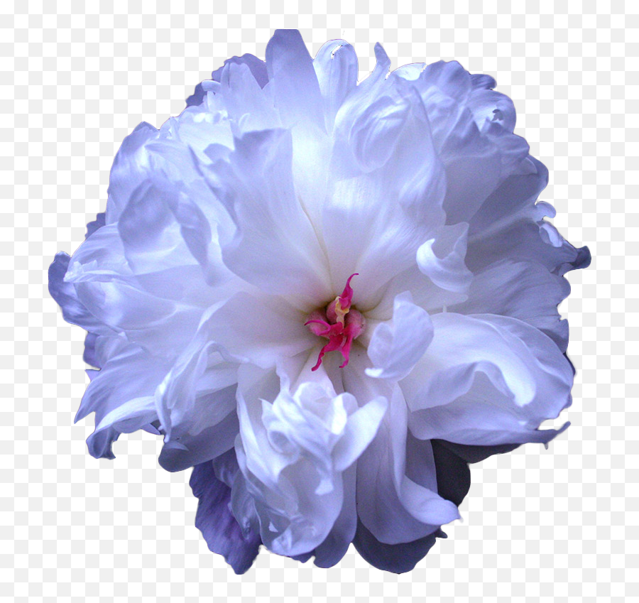 Download Tumblr Blue Flower Drawing Transparent - Blue Drawing Flower Transparent Background Emoji,Tumblr Flowers Transparent