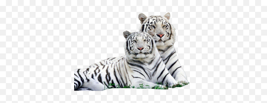 White Tiger Png Transparent Images Png All - White Tiger Png Emoji,Tiger Transparent Background