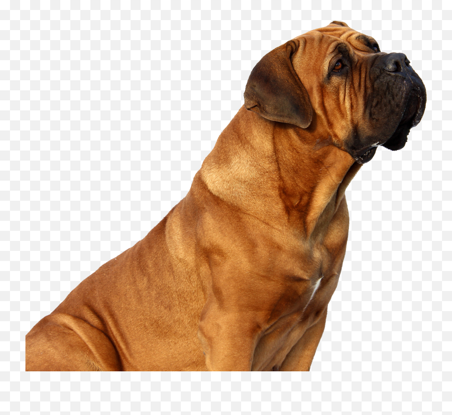 Download Dog Free Png Transparent Image And Clipart - Dog Looking Png Emoji,Dog Png