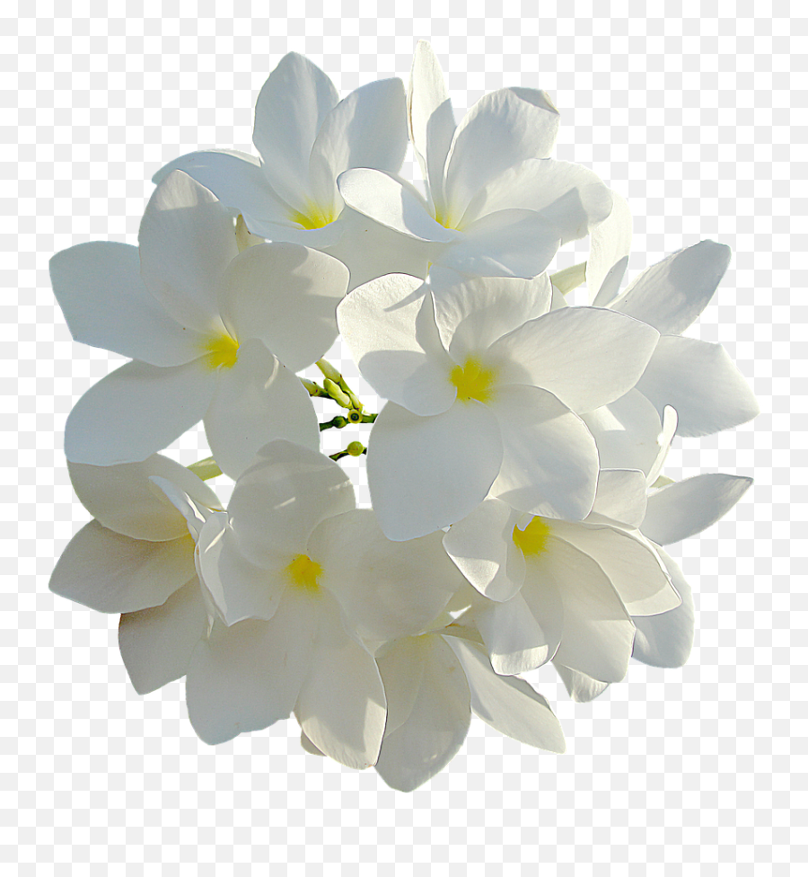 White Flowers Bouquet Of Flowers Png - Png Emoji,White Flower Png
