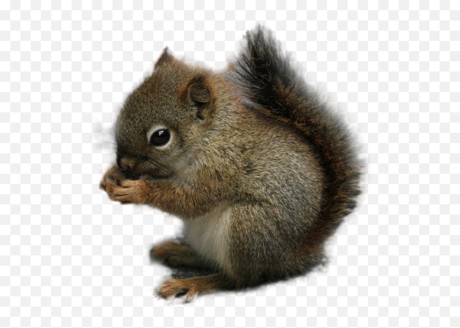 Squirrel Rodent Chipmunk Animal - Squirrel Png Download Chipmunk Png Emoji,Squirrel Transparent Background
