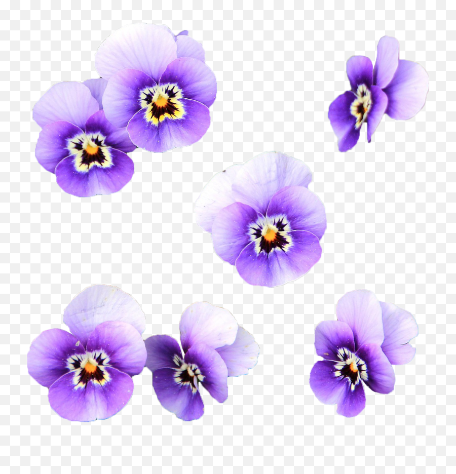 Flowers Wild Flower Transparent - Flores Lilas Fundo Transparente Emoji,Flower Transparent