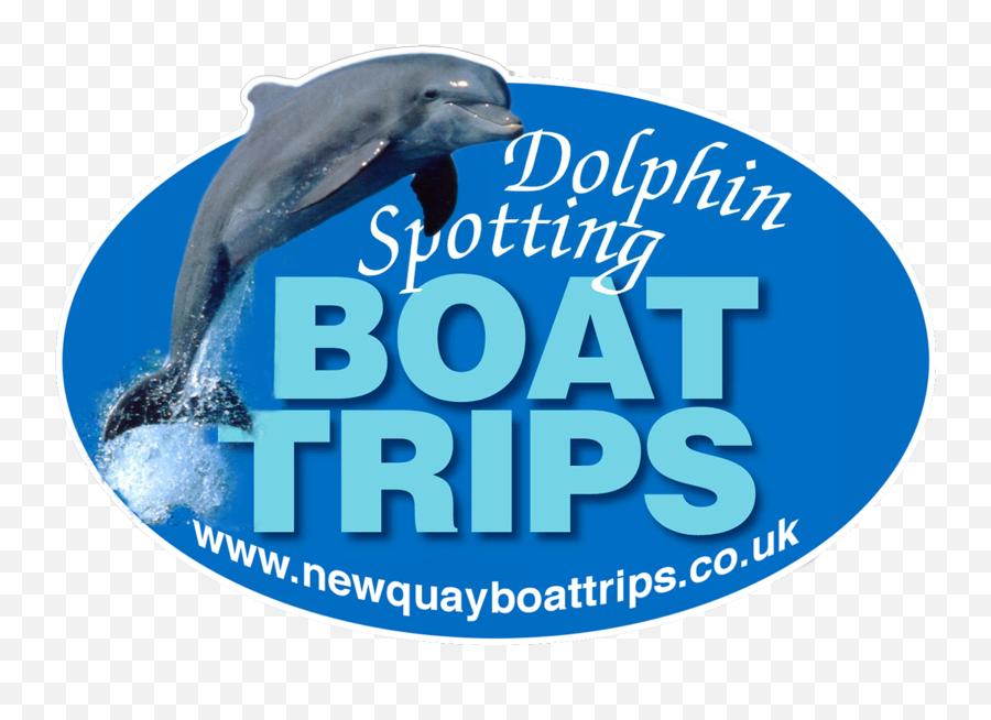 New Quay Boat Trips Dolphin Watch U0026 Fishing West Wales - New Quay Wales Dolphins Emoji,Dolphin New Logo