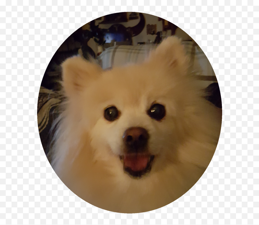 Free Pomeranian Silhouette Clip Art Download Free - Japanese Spitz Emoji,Pomeranian Clipart