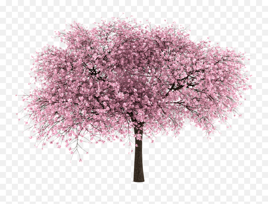 18 Png Ideas Watercolor Flowers Tree Photoshop Flowers - Cherry Blossom Tree Png Emoji,Sakura Petals Png