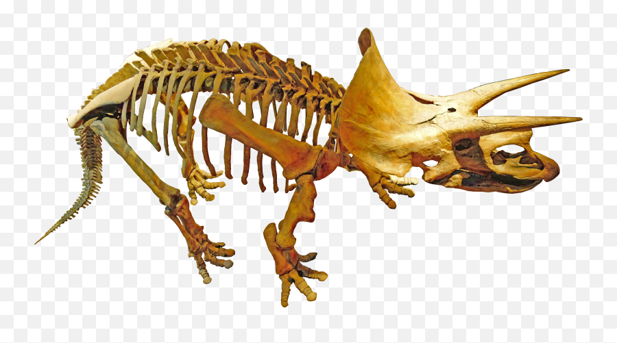 Triceratops Royal Tyrrell - Rib Emoji,Triceratops Png