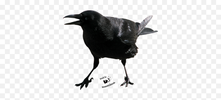 Download Crow - Png Brawl Stars Crow Emoji,Screaming Png