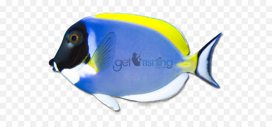Powder Blue Tang Tropical Waters Of Indian Ocean - Coral Emoji,Coral Reef Fish Clipart