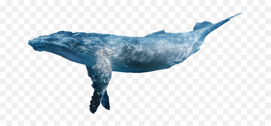 Change Now - Help Us Saving The Whales And The Oceans Emoji,Humpback Whale Png