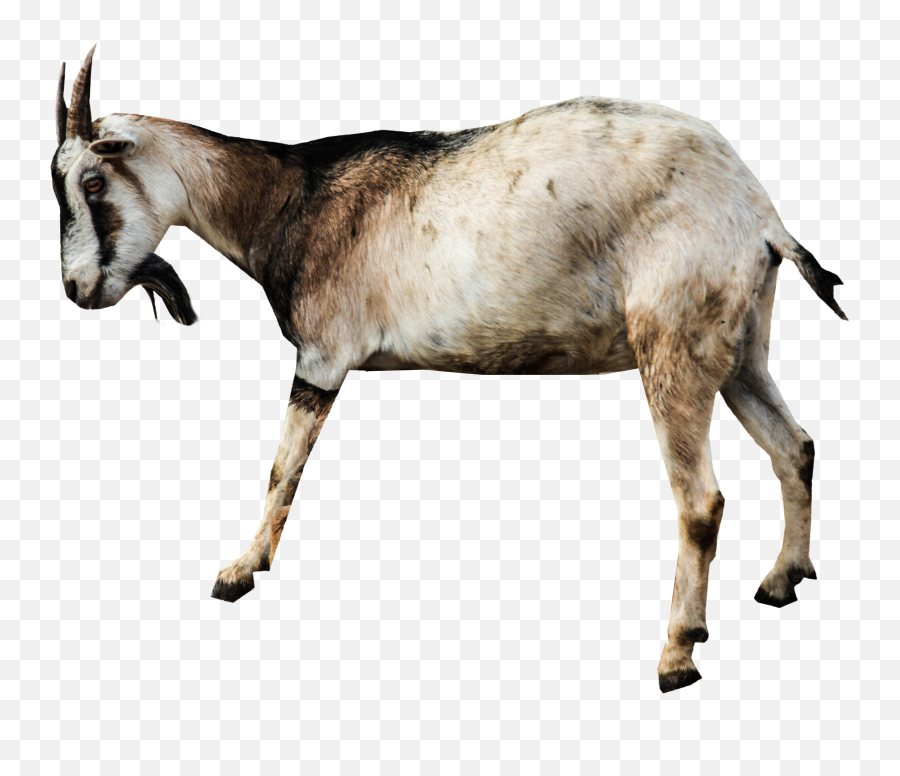Goat Png Image - Transparent Background Goats Png Emoji,Goat Png