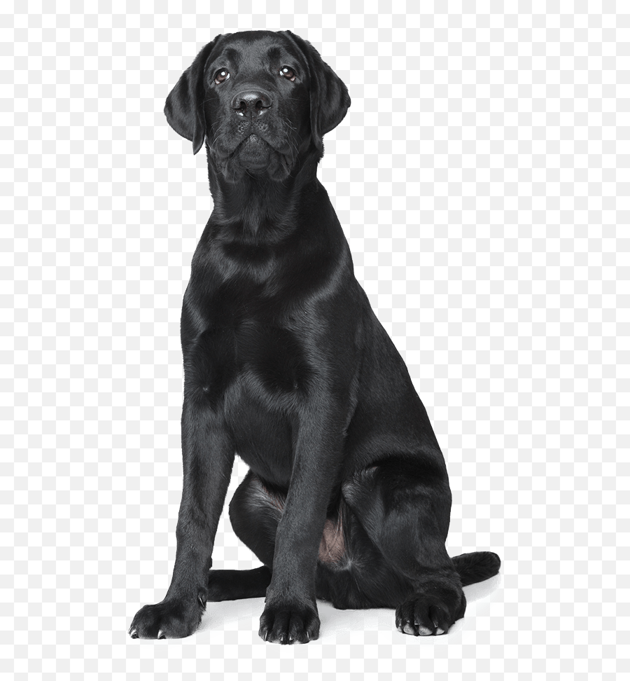 Black Nose Dog Png Page 1 - Line17qqcom Black Dog Png Emoji,Dog Png