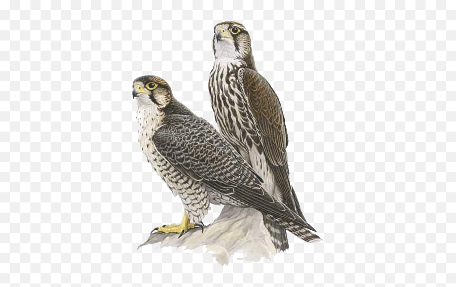 Falcon Png Alpha Channel Clipart Images - Saker Falcon Transparent Emoji,Falcon Clipart