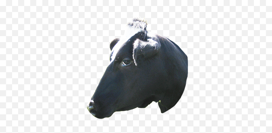 Animal Clip Art - Cow Emoji,Cow Head Clipart