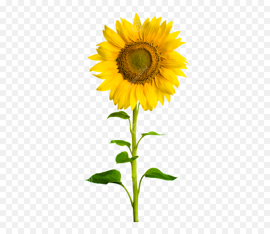 Sunflower Original Clipart Download - 31515 Transparentpng Png Image Of Sun Flower Emoji,Sunflowers Clipart
