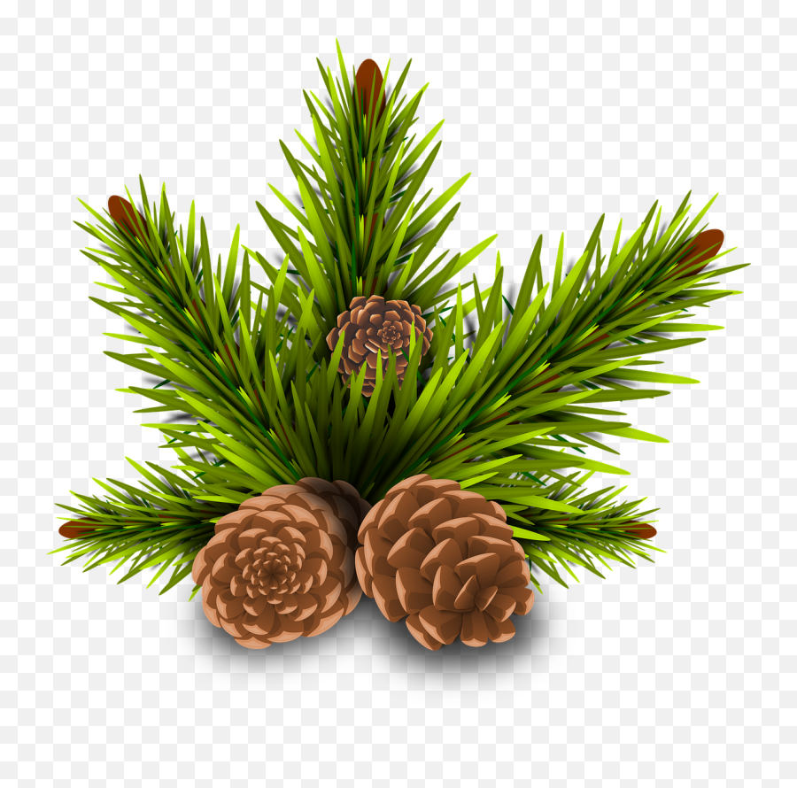 Pine Cones Pine Cone Tree Cone Trees - Christmas Pine Leaves Png Emoji,Pine Cone Clipart