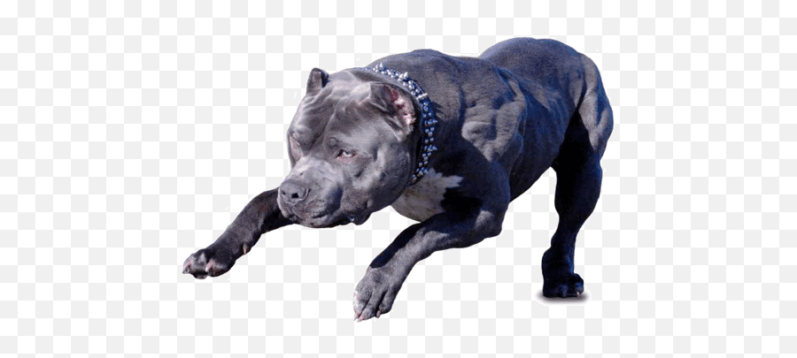 Pitbull Png - Danger Dog Png Full Size Png Download Seekpng Buff Gray Pitbull Emoji,Pitbull Png