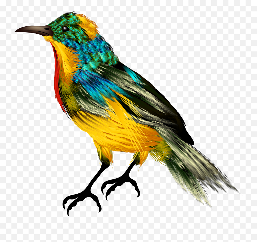 Download Full Size Of African Bird Transparent Background - Picsart Birds Png Hd Emoji,Bird Transparent Background